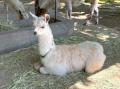 動物の森　ベビーラッシュ到来！【国営海の中道海浜公