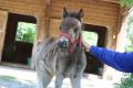 動物の森　ベビーラッシュ到来！【国営海の中道海浜公