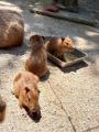 動物の森　ベビーラッシュ到来！【国営海の中道海浜公