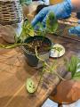 買って終わりじゃない。植物を”育てる”楽しさに寄り添