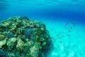 次世代に沖縄の海を残すプロジェクト「WorldOceanDay
