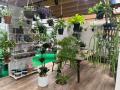 オフィス向け観葉植物サブスク「GreenOffice」サービ