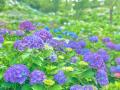 彩り豊かな花々が美しい