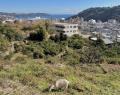 環境にやさしい除草はヤギにおまかせ。草刈りヤギちゃ