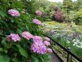 【東京都町田市】町田薬師池公園四季彩の杜「しょうぶ