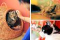 大阪熊取に“保護猫の命をつなぐ拠点”が誕生 ── 保護猫