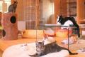 大阪熊取に“保護猫の命をつなぐ拠点”が誕生 ── 保護猫