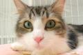大阪熊取に“保護猫の命をつなぐ拠点”が誕生 ── 保護猫