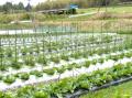 野菜採り放題サービスで消費者も生産者も得する！「収