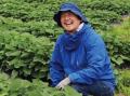 野菜採り放題サービスで消費者も生産者も得する！「収