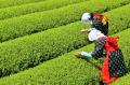 今日は「狭山茶の日」。地元・埼玉の素晴らしさを自信
