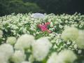 【広島／世羅】あじさいとタチアオイの丘《Flower vil