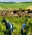 「My Wine Club」夏に飲みたいスッキリ辛口な、大人気