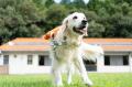 犬と暮らしやすいまちを目指して！愛犬と楽しむ「亀岡
