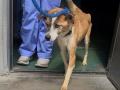 【ピースワンコ・ジャパンの保護犬の譲渡数が5,000頭