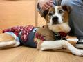 【ピースワンコ・ジャパンの保護犬の譲渡数が5,000頭