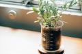 実験用ビーカーが植物用の鉢に！「ビーカーの穴utf-8