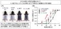ナノ化ミノキシジルによる早い発毛効果とそのメutf-8