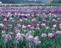 絶景！300種20万本の花菖蒲が咲き誇る、湖畔の花の祭