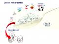 夏だ熱いぞ、米も熱いぞ、冷やして嬉しいSnowMaiutf-8