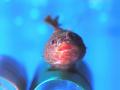 【上越市立水族博物館 うみがたり】すみっコぐらしが