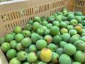 初夏の風物詩　酒蔵の「本格梅酒の仕込み」開始