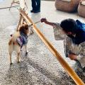 大好評「愛犬流しそうめん」2025年は7月4日から開催！