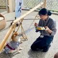 大好評「愛犬流しそうめん」2025年は7月4日から開催！