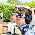 静岡県5市2町「MANAVIVA!」小学生向け2025年夏の体験