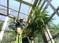【国立科学博物館 筑波実験植物園】世界最大級のラン