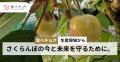 さくらんぼ生産者の8割が収穫量減を予測。一方で食べ