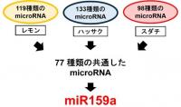 【広島国際大学】かんきつ類に含まれる微小カプセルの
