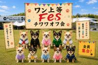 【チワワが主役の1日】大阪・WHATAWONで「ワン上等Fes
