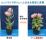 ゲノム編集技術を用いてトルコギキョウを鉢花に適した草姿に改変