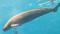 【麻布大学】海底のDNAから読み解く絶滅危惧種スナメリの100年史 ―海棲哺乳類の個体数の推移を堆積物DNAから推定―