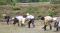 【ＢＳ日テレ】なおみ農園～２年目の米づくり始動！泥まみれになりながら…今年も手植えにこだわります！～６月１８日（木）よる１０時放送