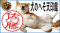 ハンコの常識を覆した「もっとネコハラ印鑑」に犬版が登場！名前の上で愛らしく寝ころぶ「犬のへそ天印鑑」が7/10よりMakuakeで先行割引販売開始
