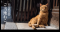 ＜この夏、杜の街グレースで“日本全国ねこ旅“へ＞岩合光昭写真展「ご当地ねこ」岡山・四国エリア初開催！7月7日より、お得な前売券を販売開始