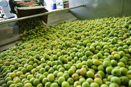 チョーヤ梅酒 和歌山県産「南高梅」の漬け込みを開始