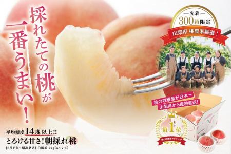 平均糖度14度以上！とろける甘さの“朝採れ桃”6/9より