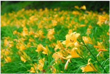 六甲高山植物園 明るい夏色の花！ 約1,000株の「ニッ
