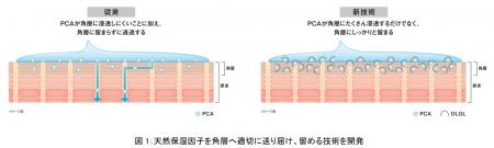資生堂、天然保湿因子をターゲット部位である角層に効