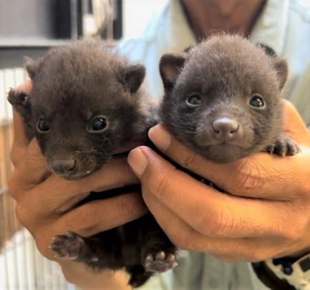 【徳島市】とくしま動物園 STELLA PRESCHOOL ANIMAL K