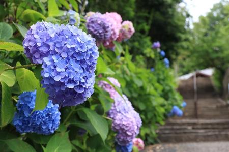 高槻市内のアジサイが梅雨の訪れとともに続々と開花