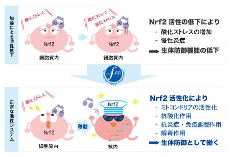 FPP、Nrf2活性化を促す『核内Nrf2量増加剤』としutf-8