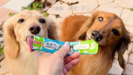 いなばペットフード　全国のわんちゃんたちが登場！20