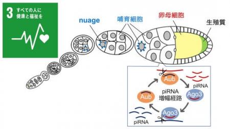 生殖細胞形成とゲノム防御をつなぐ新たな仕組みを解明