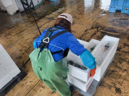 高齢化・腰痛・人手不足に挑む 200年以上続く定置網漁