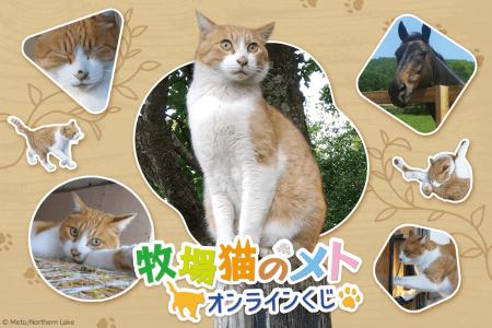 「牧場猫のメト」オンラインくじが登場！ ノーザンレ