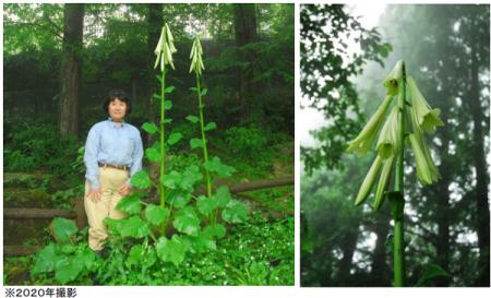 六甲高山植物園 まもなく開花！巨大な ヒマラヤutf-8